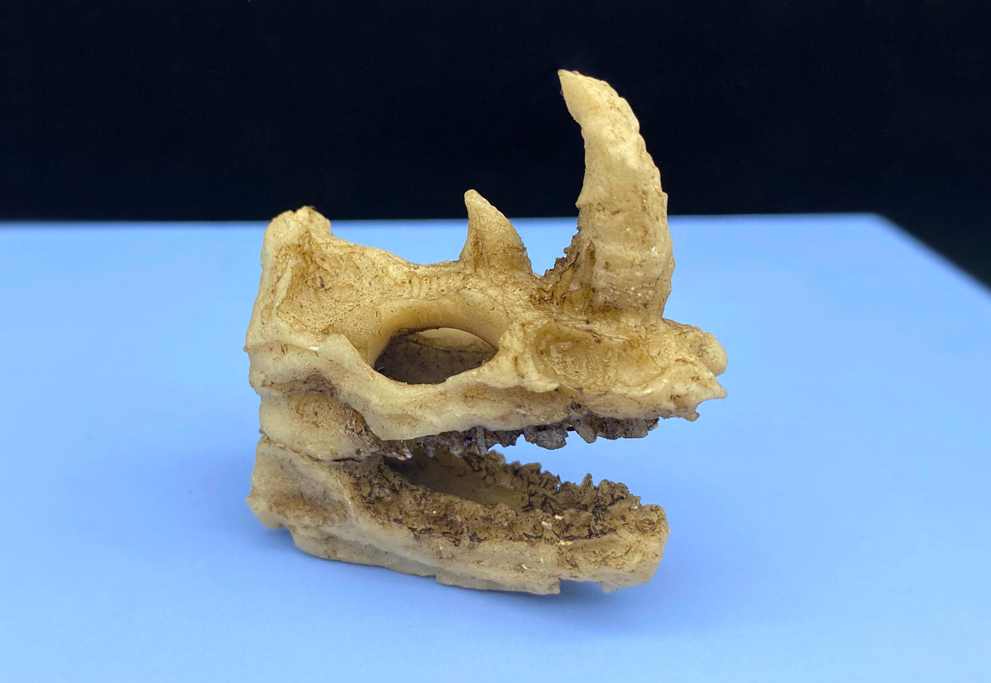 Animal Skulls. Dinosaur, Rhino, Orangutan Monkey, Resin Ornament. Desk, Aquarium