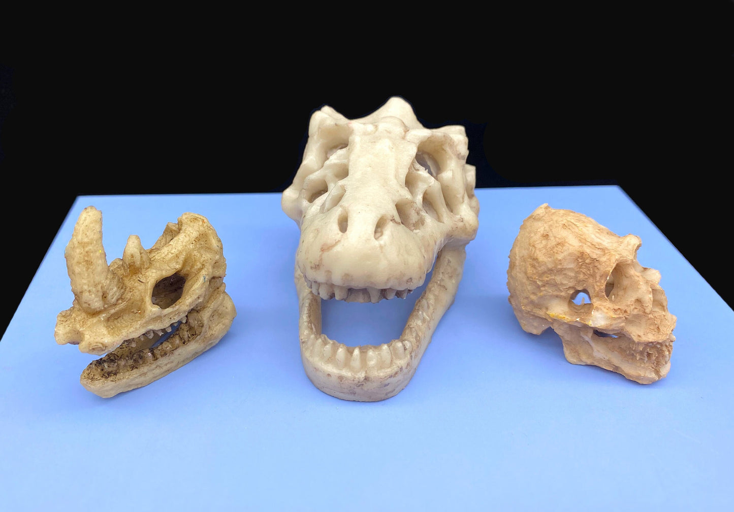 Animal Skulls. Dinosaur, Rhino, Orangutan Monkey, Resin Ornament. Desk, Aquarium