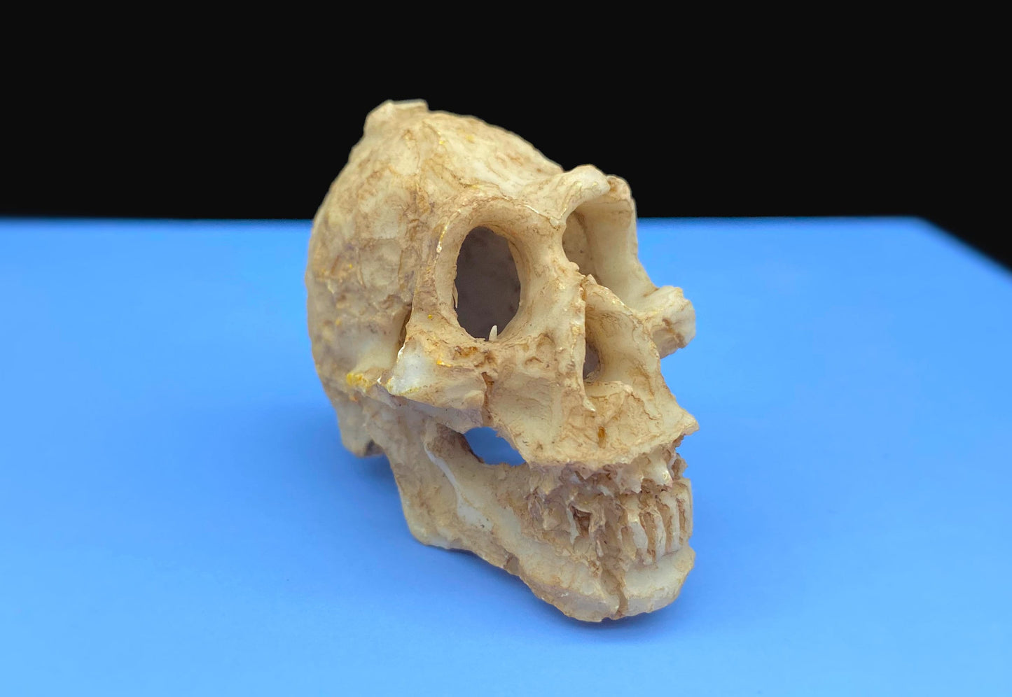 Animal Skulls. Dinosaur, Rhino, Orangutan Monkey, Resin Ornament. Desk, Aquarium