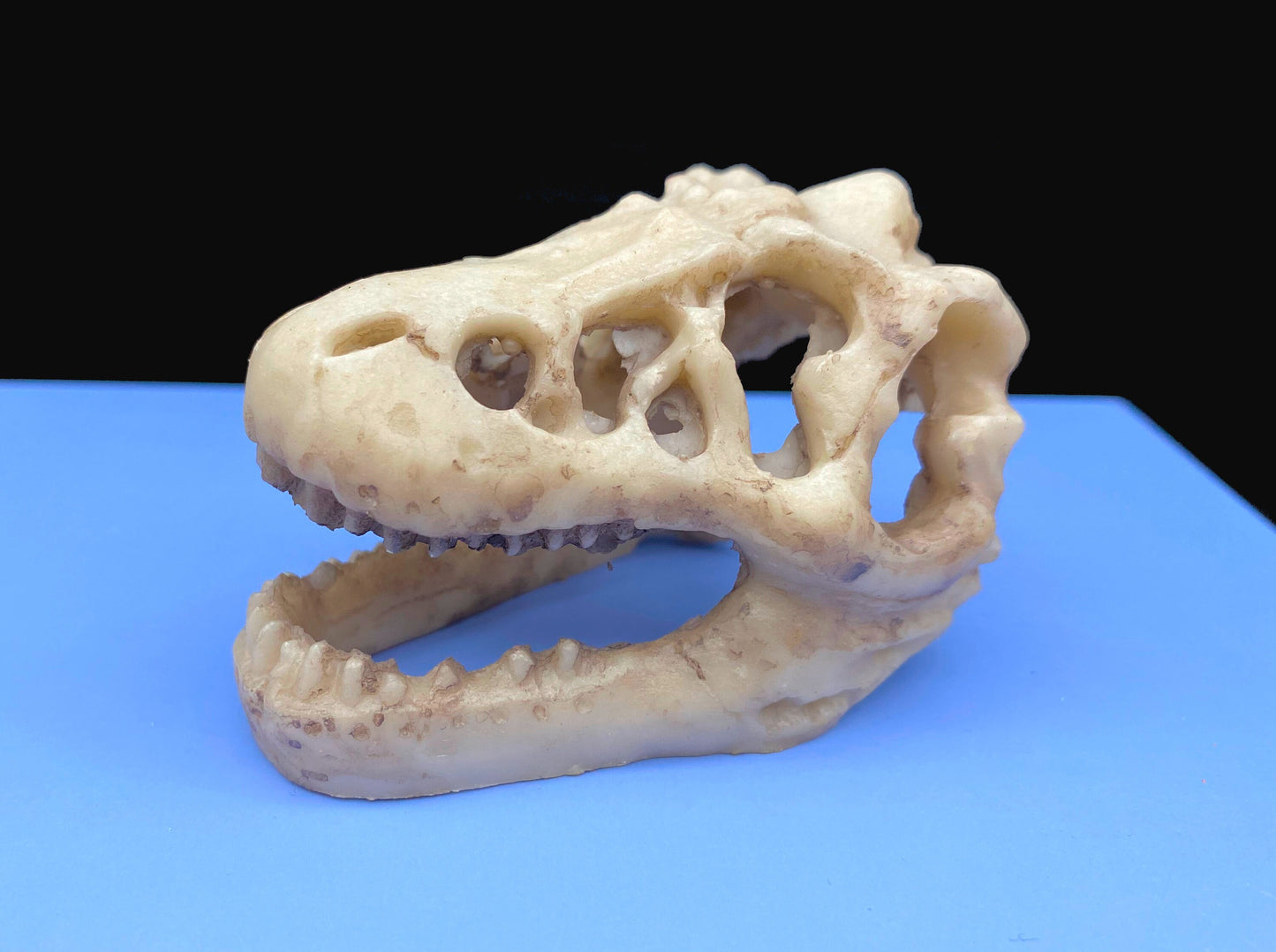 Animal Skulls. Dinosaur, Rhino, Orangutan Monkey, Resin Ornament. Desk, Aquarium