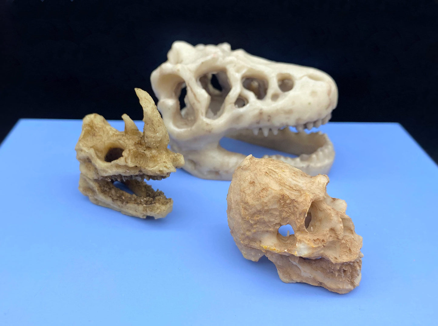 Animal Skulls. Dinosaur, Rhino, Orangutan Monkey, Resin Ornament. Desk, Aquarium