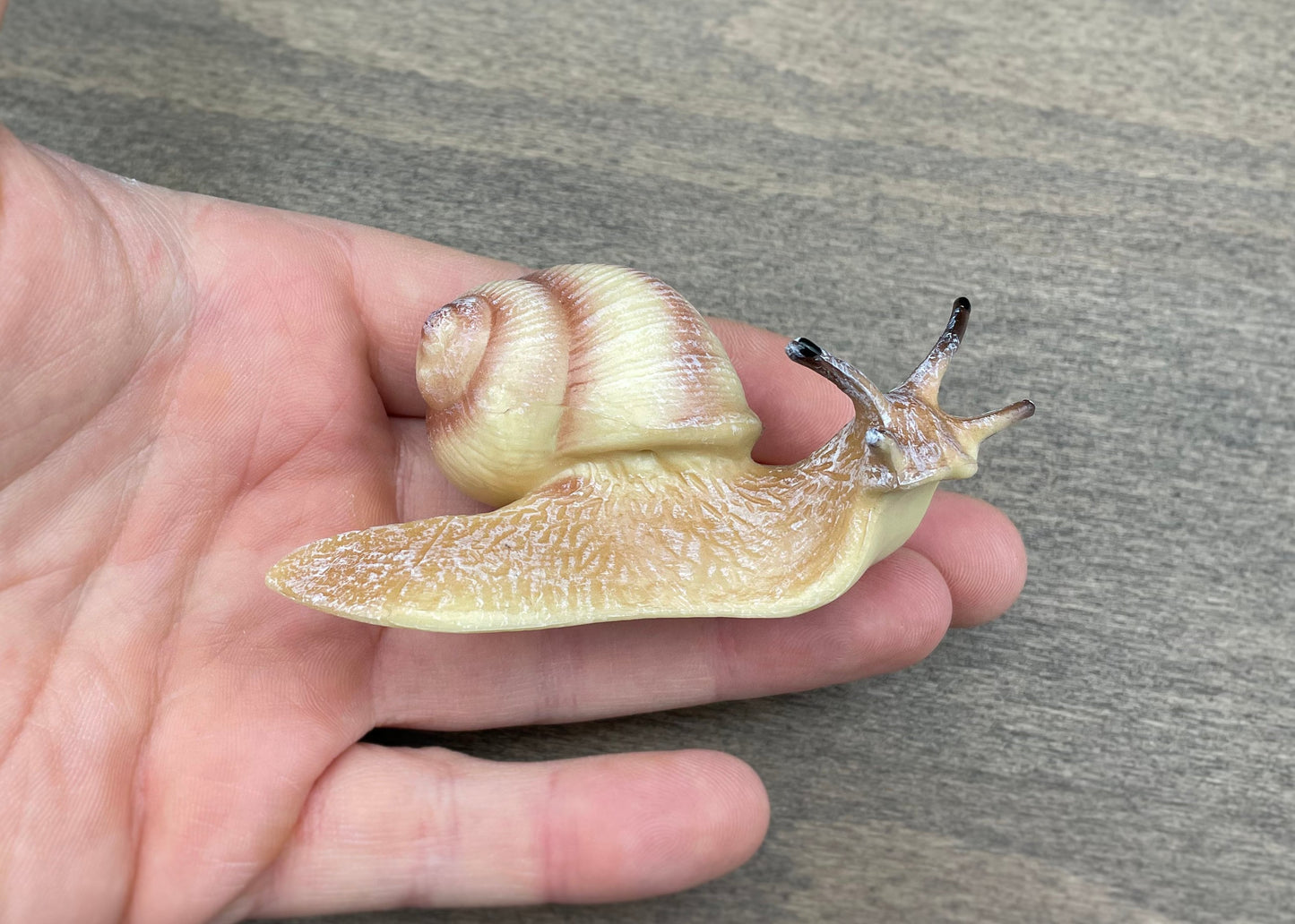 Snails. Garden and Burgundy Species. Lifelike Size