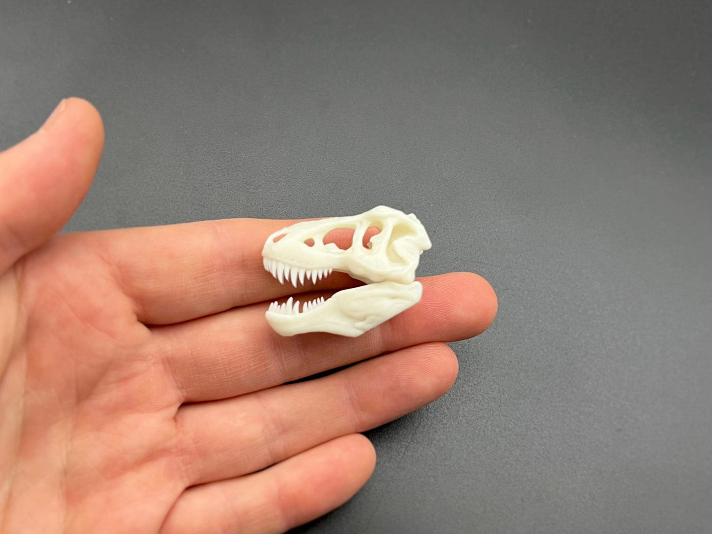 Mini T-Rex Skull. Realistic Replica