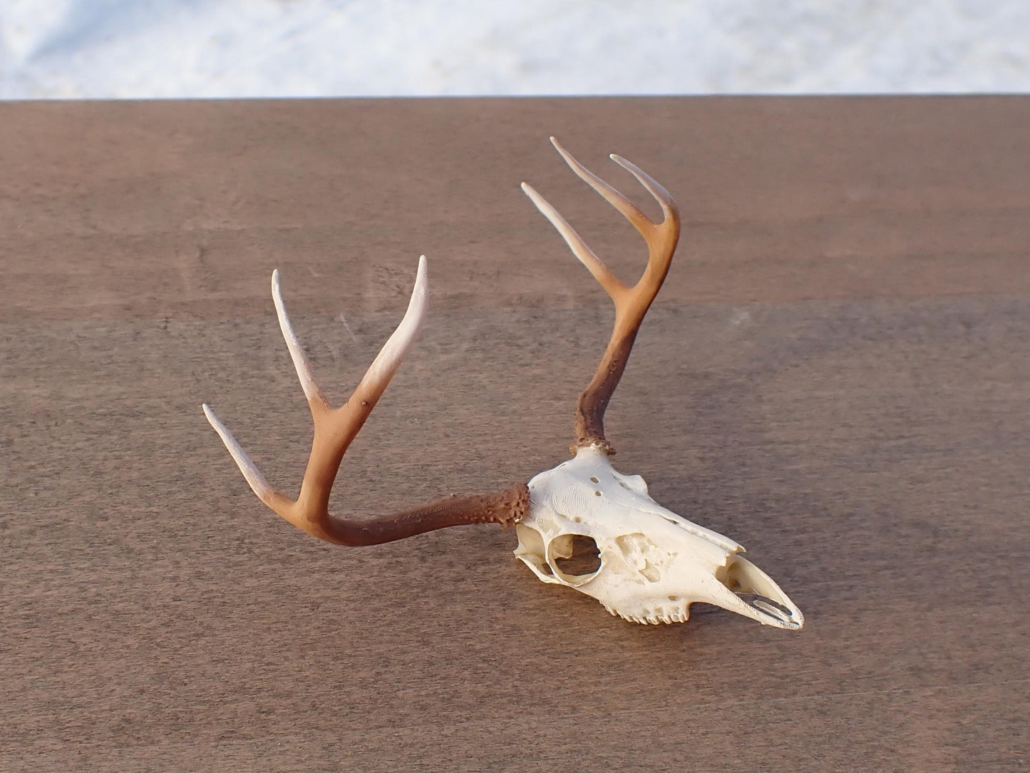 Deer Skull Antlers Miniature 1:12 Scale Scale Comparison