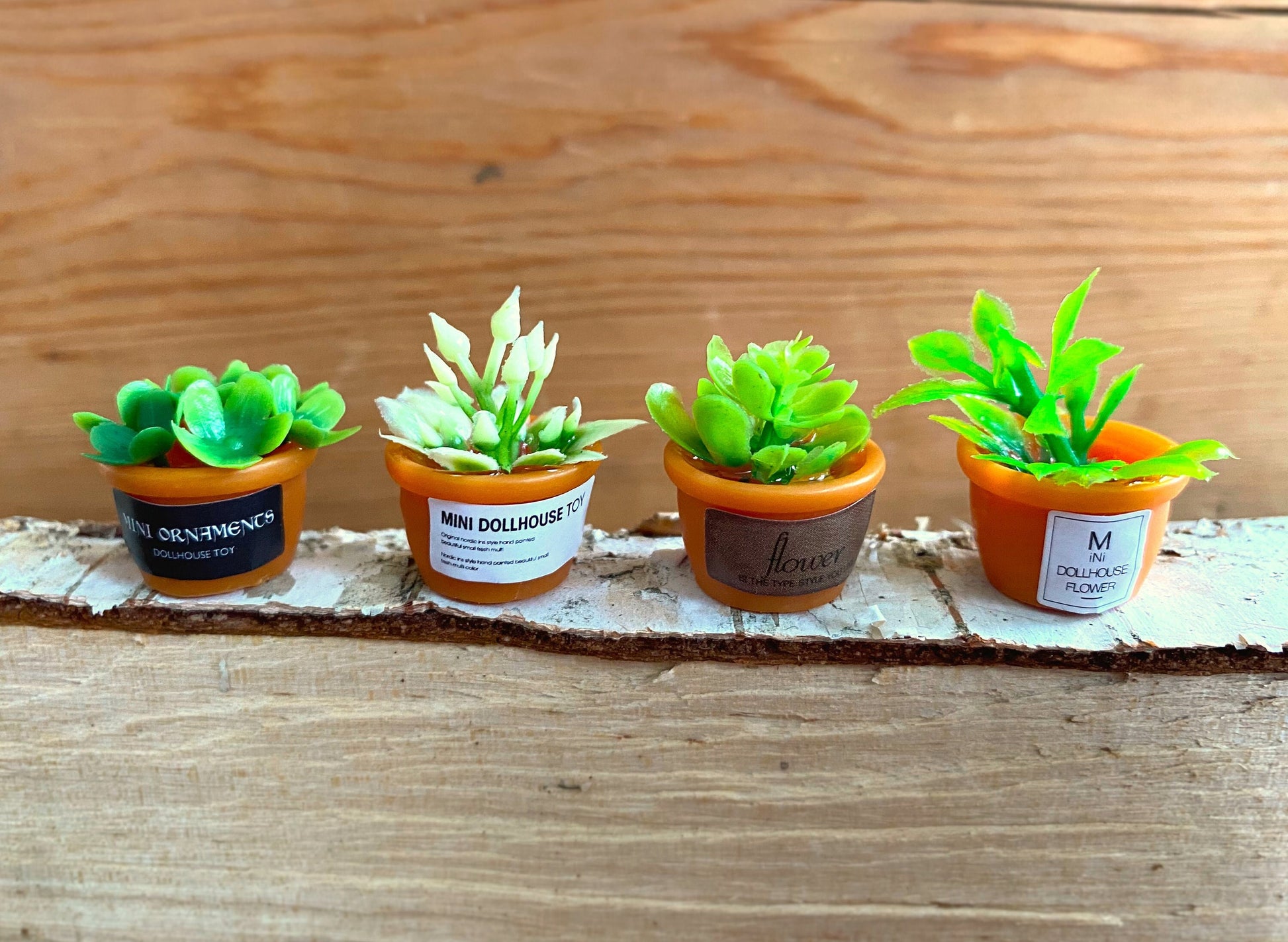 miniature plants for small pots Miniature Plants in Ceramic Pots. Cute Green Flowers and