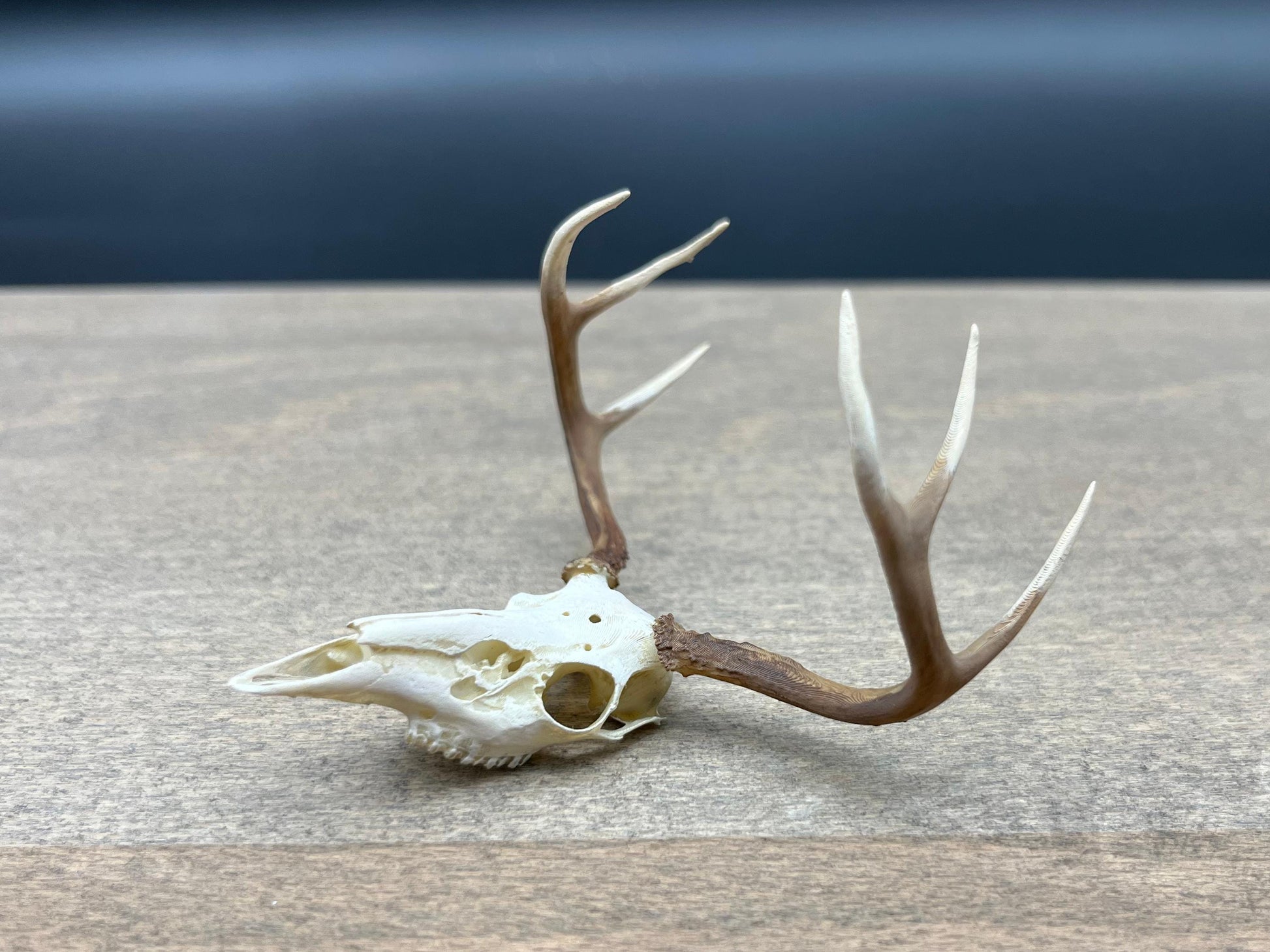 Miniature Deer Skull with Antlers Realistic 1:12 Scale Back View