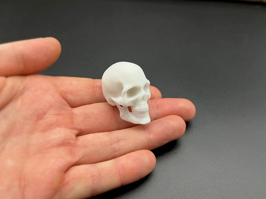 Miniature Human Skulls. Realistic Plastic Replicas. 1:8 Scale (x6)